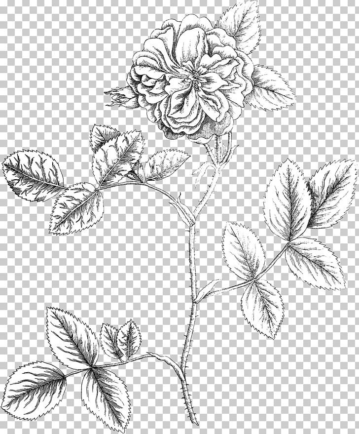 Floral Design Botany Botanical Illustration Flower PNG, Clipart, Art, Artwork, Black And White, Branch, Cut Flowers Free PNG Download