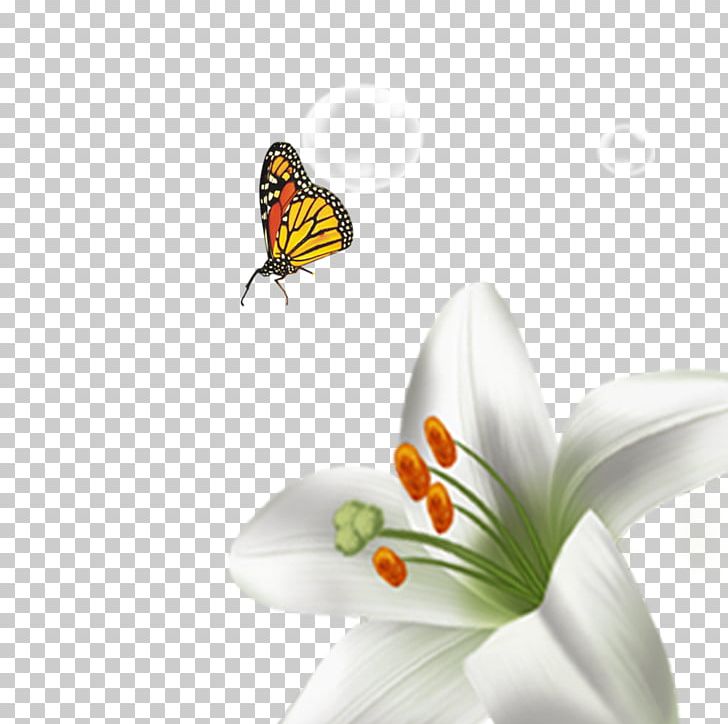 Flower Computer File PNG, Clipart, Butterfly, Calla Lily, Clips, Dat, Data Free PNG Download