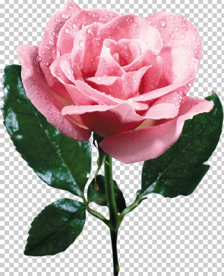 Garden Roses Cabbage Rose French Rose China Rose Floribunda PNG, Clipart, Beach Rose, China Rose, Cut Flowers, Floribunda, Flower Free PNG Download