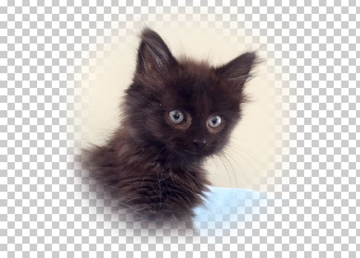 Maine Coon Asian Semi-longhair Ragamuffin Cat Nebelung Norwegian Forest Cat PNG, Clipart, Asian Semilonghair, Black Cat, British Semilonghair, British Semi Longhair, Carnivoran Free PNG Download