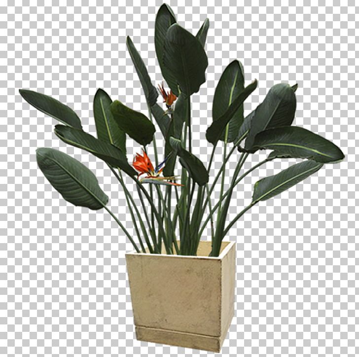 Flowerpot Plant PNG, Clipart, Aloe Vera, Arecaceae, Avoid, Bonsai, Flower Free PNG Download