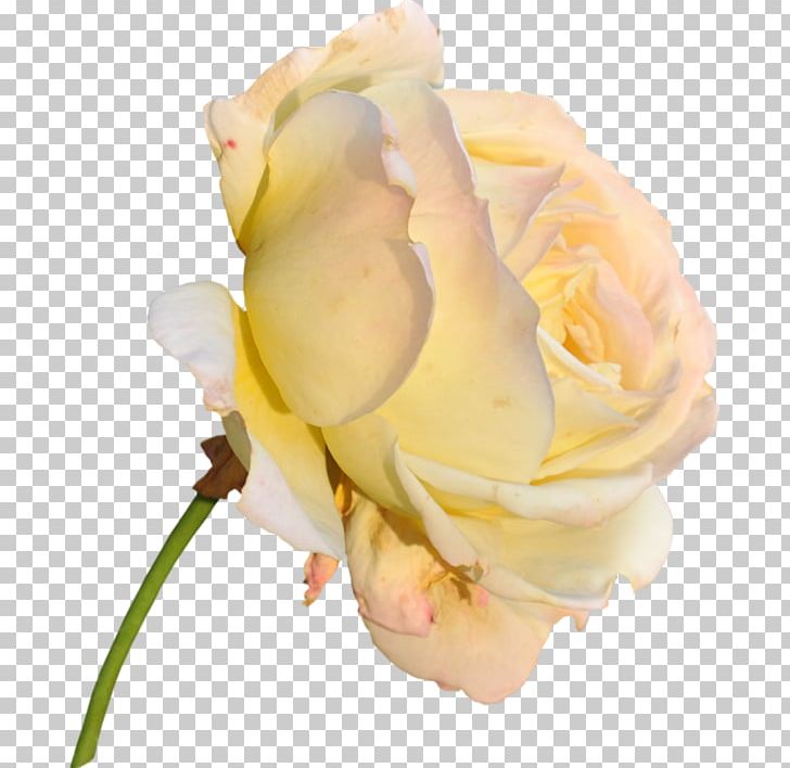 Garden Roses Yellow Cabbage Rose Flower PNG, Clipart, Closeup, Cut Flowers, Flower, Flowering Plant, Garden Roses Free PNG Download