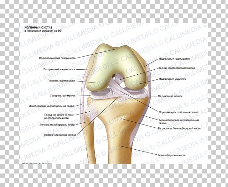 Knee Anatomy Fibula Sesamoid Bone Human Skeleton PNG, Clipart, Anatomy, Bone, Condyle, Ear, Epicondyle Free PNG Download