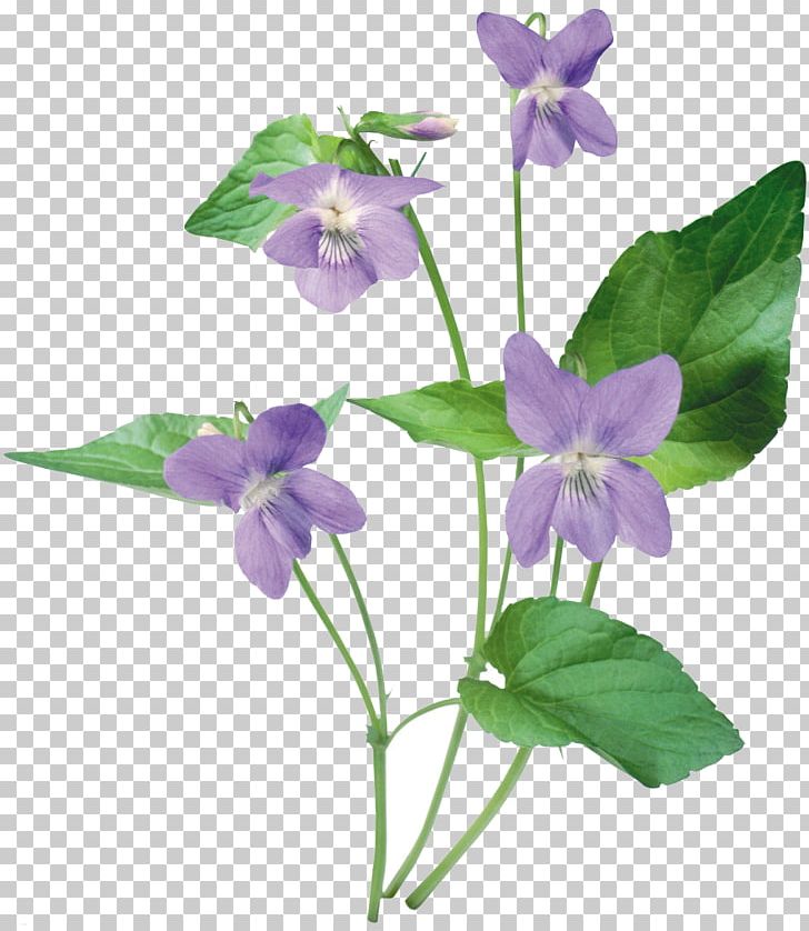 Violet PNG, Clipart, Bellflower Family, Color, Drawing, Flora, Flower Free PNG Download