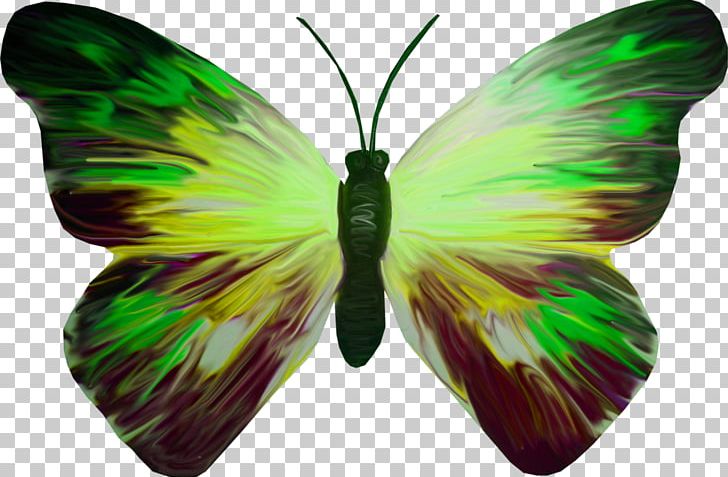Brush-footed Butterflies Moth Butterfly PNG, Clipart, Arama, Arthropod, Brush Footed Butterfly, Butterfly, Cari Free PNG Download