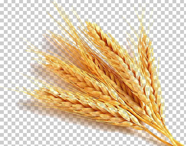 Common Wheat Wheat Germ Oil Gluten Cereal Germ Food PNG, Clipart, Avena, Cereal, Commodity, Common Wheat, Crop Free PNG Download