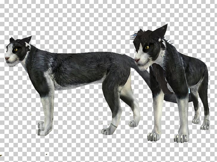 Lapponian Herder Saarloos Wolfdog Siberian Husky Seppala Siberian Sleddog Karelian Bear Dog PNG, Clipart, Animal, Bengal Cat, Carnivoran, Cat, Cat Like Mammal Free PNG Download