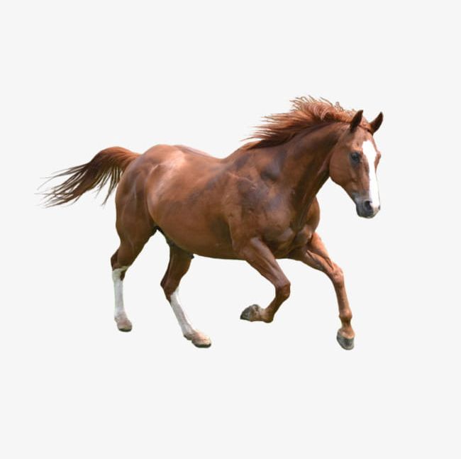 Running The Horse PNG, Clipart, Animal, Horse Clipart, Horse Clipart, Horses, Livestock Free PNG Download