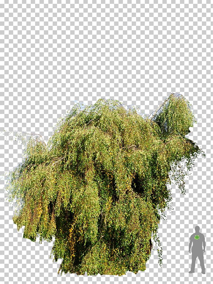 Tree Shrubland Biome Evergreen PNG, Clipart, Biome, Evergreen, Grass, Lawn, Nature Free PNG Download