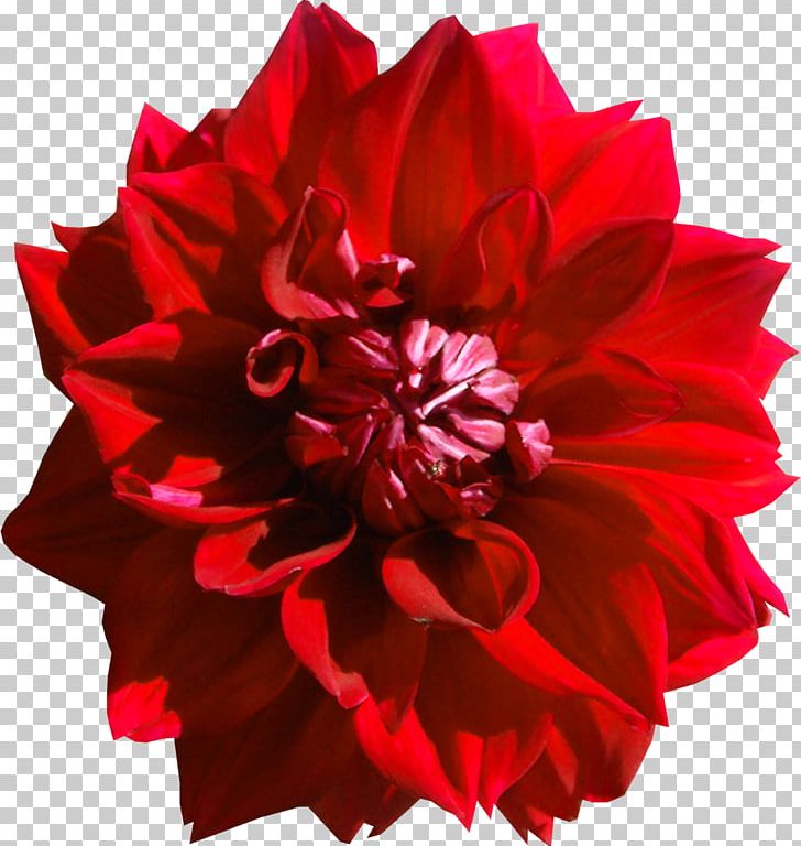 Dahlia Flower Red PNG, Clipart, Carnation, Clip Art, Cut Flowers, Dahlia, Flower Free PNG Download