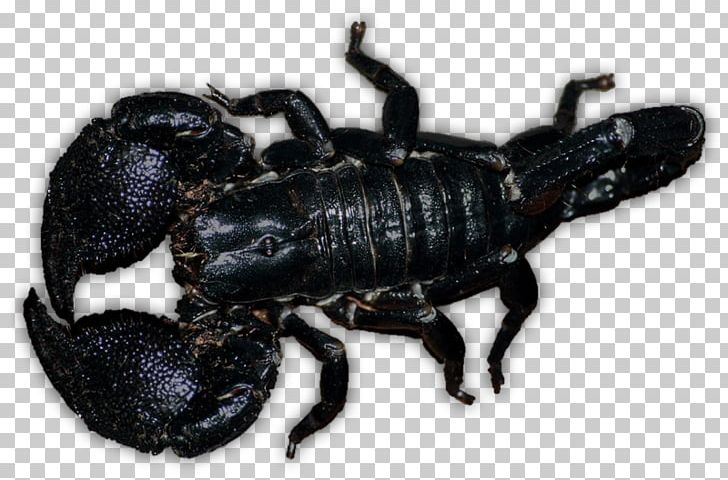 Emperor Scorpion Deathstalker Pet Venom PNG, Clipart, Animal, Arachnid, Arthropod, Deathstalker, Emperor Scorpion Free PNG Download
