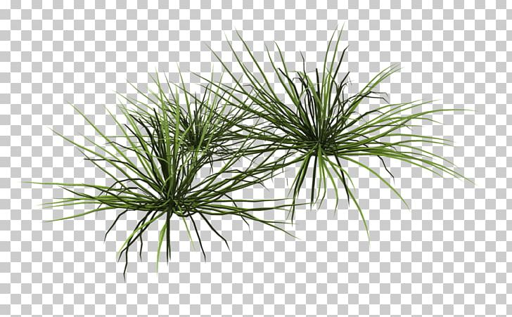Grasses Desktop PNG, Clipart, Aquatic Plants, Conifer Cone, Desktop Wallpaper, Deviantart, Evergreen Free PNG Download