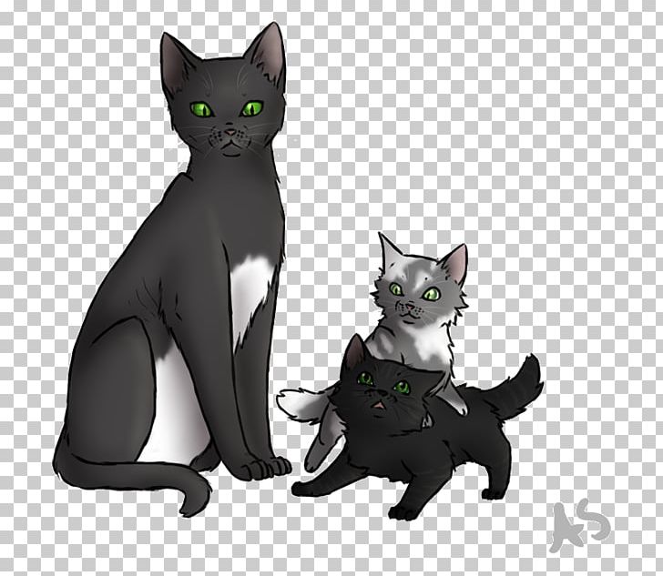 Korat Kitten Warriors Firestar Dovewing PNG, Clipart, Animals, Black Cat, Brightheart, Carnivoran, Cat Free PNG Download