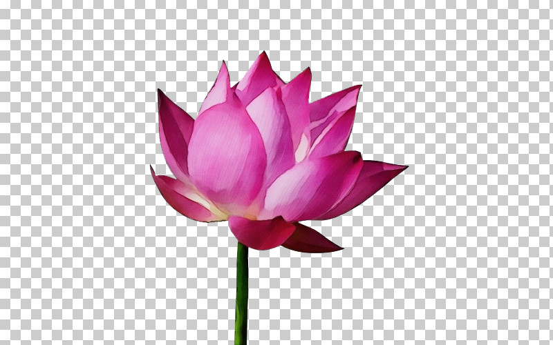 Plant Stem Sacred Lotus Cut Flowers Nelumbonaceae Petal PNG, Clipart, Biology, Cut Flowers, Flower, Nelumbonaceae, Paint Free PNG Download