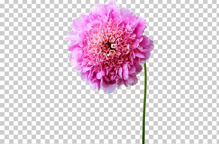Pink Flowers Dahlia Painting Hydrangea PNG, Clipart, Annual Plant, Cicek Resimleri, Color, Cut Flowers, Dahlia Free PNG Download