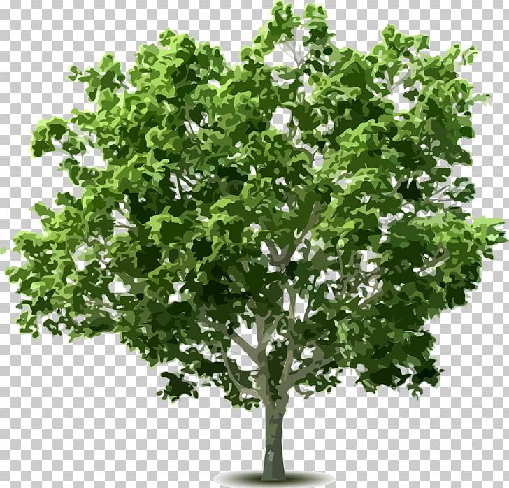 Tree Shrub PNG, Clipart, Apples, Branch, Cdr, Clip Art, Deciduous Free PNG Download
