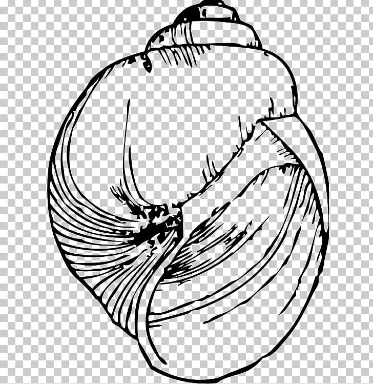 Black And White Seashell Drawing Gastropod Shell PNG, Clipart, Animals, Art, Artwork, Beak, Bird Free PNG Download