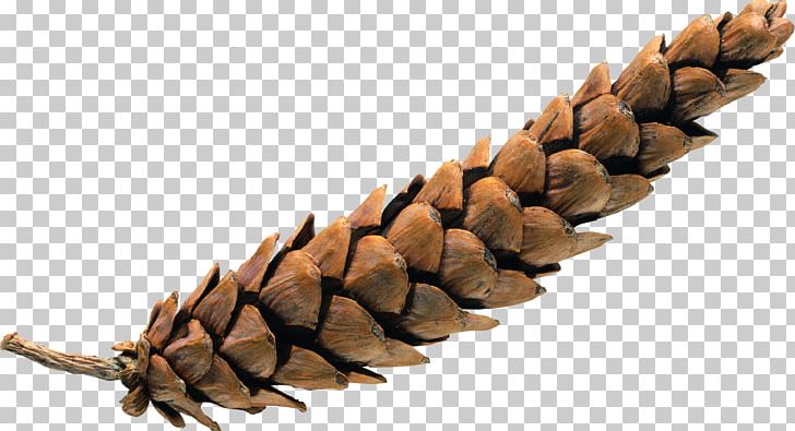 Pine Spruce Conifer Cone PNG, Clipart, Chemical Element, Computer Software, Cone, Element, Material Free PNG Download