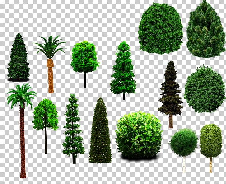 Fir Tree Drawing PNG, Clipart, Adobe Photoshop Express, Architecture, Biome, Computeraided Design, Conifer Free PNG Download