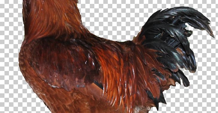 Rooster Plymouth Rock Chicken Leghorn Chicken Cornish Chicken Naked Neck PNG, Clipart, Beak, Broiler, Chicken, Cornish Chicken, Egg Free PNG Download