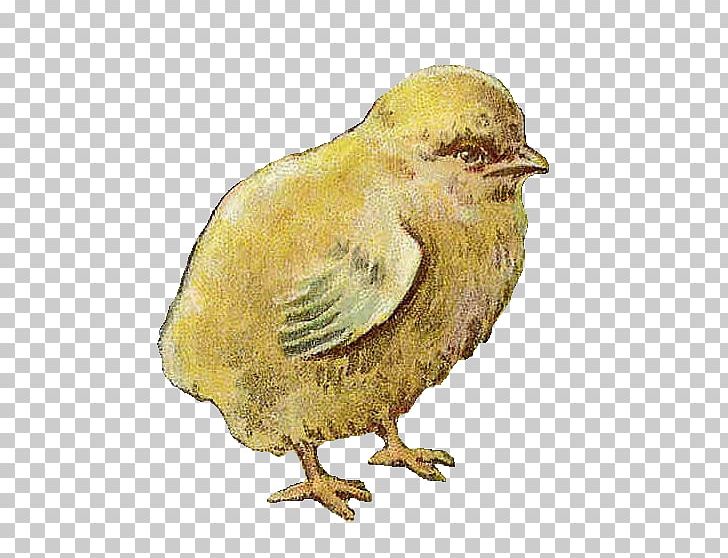 Art Port Moody Station PNG, Clipart, Antique, Art, Beak, Bird, Chicken Free PNG Download