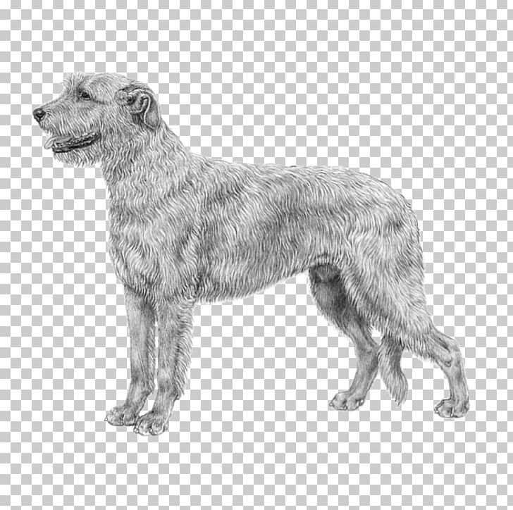 Irish Wolfhound Borzoi Saluki Greyhound Great Dane PNG, Clipart, Afghan Hound, Bernese Mountain Dog, Black And White, Borzoi, Breed Free PNG Download