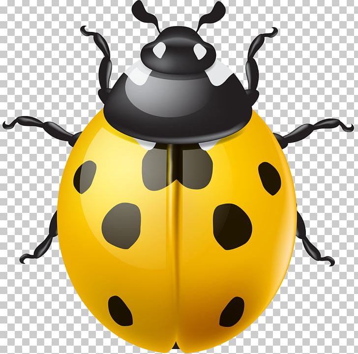 Ladybird Beetle PNG, Clipart, Antenna, Beetle, Clip Art, Clipart, Color Free PNG Download
