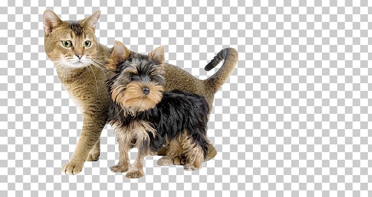 Yorkshire Terrier Kitten Cat Dog Grooming Pet PNG, Clipart, Animals, Carnivoran, Cat Like Mammal, Dog, Dog Breed Free PNG Download
