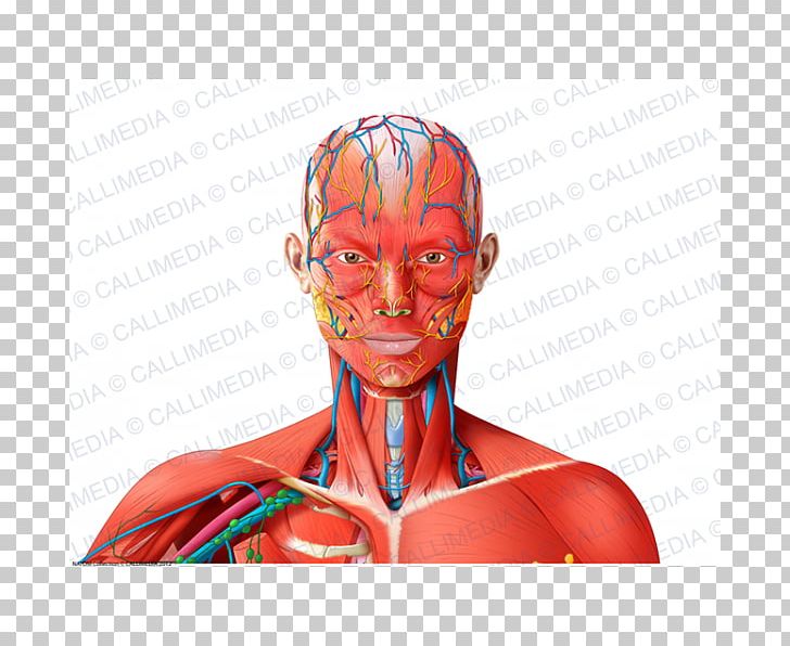 Forehead Muscle Blood Vessel Nerve Neck PNG, Clipart, Anatomy, Arm, Artery, Blood Vessel, Circulatory System Free PNG Download