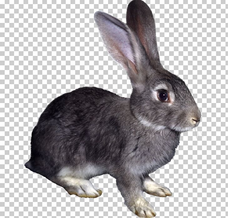 Hare Rabbit PNG, Clipart, Adobe Flash, Animals, Domestic Rabbit, Fauna, Fur Free PNG Download