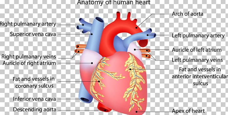 Human Heart Circulatory System Anatomy Human Body PNG, Clipart, Anatomy, Aorta, Brand, Cardiac Muscle, Check Mark Free PNG Download