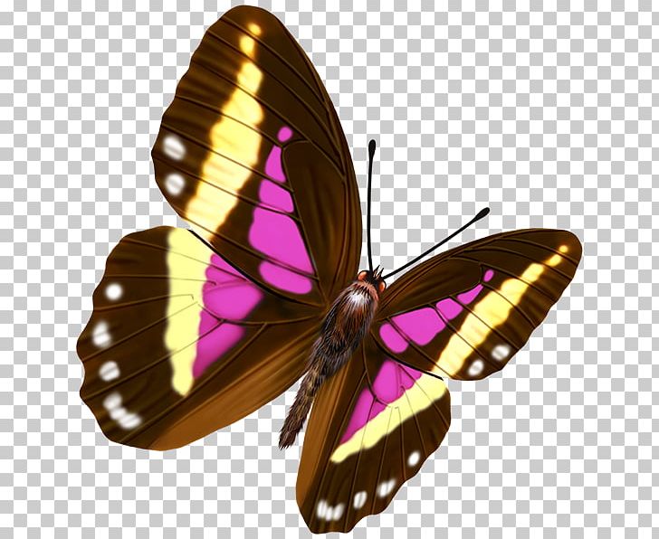 Butterfly Transparency And Translucency PNG, Clipart, Biological Specimen, Brush Footed Butterfly, Clips, Color, Color Pencil Free PNG Download