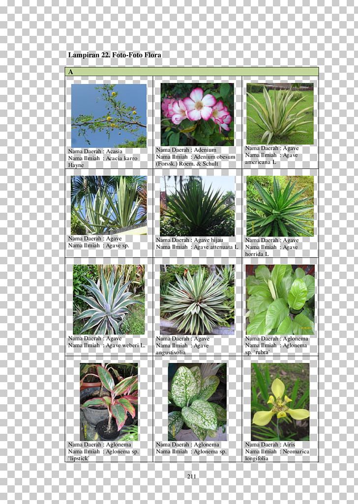 Flowering Plant Herbalism PNG, Clipart, Document, Flora, Flower, Flowering Plant, Grass Free PNG Download