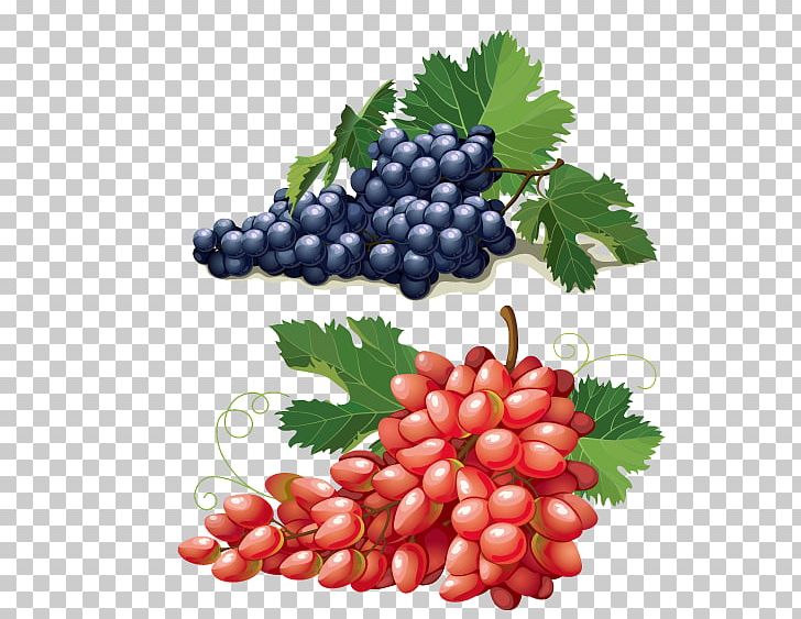 Grape Euclidean Adobe Illustrator Illustration PNG, Clipart, Berry, Encapsulated Postscript, Food, Fruit, Fruit Nut Free PNG Download