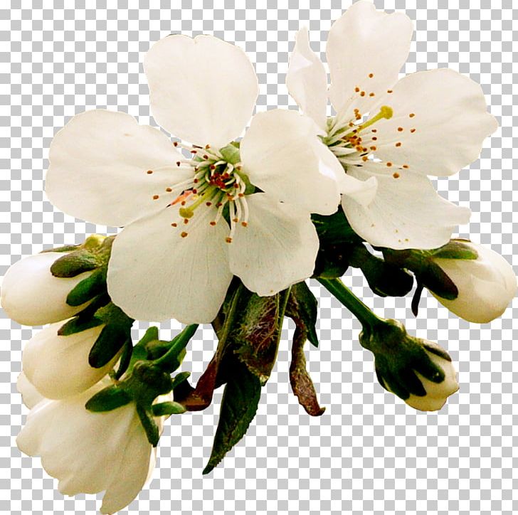 Photography Digital PNG, Clipart, Apples, Blossom, Branch, Cherry Blossom, Clip Art Free PNG Download