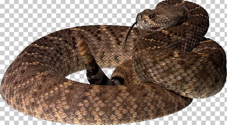 Snakes Reptile Rattlesnake Pit Viper PNG, Clipart, Animal, Boa Constrictor, Boas, Cottonmouth, Direct Free PNG Download