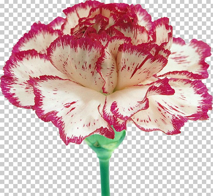 Carnation Cut Flowers Petal PNG, Clipart, Blue, Carnation, Color, Cut Flowers, Dianthus Free PNG Download