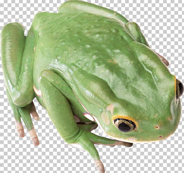 Frog Computer File PNG, Clipart, Amphibian, Animals, Common Frog, Edible Frog, Free Free PNG Download
