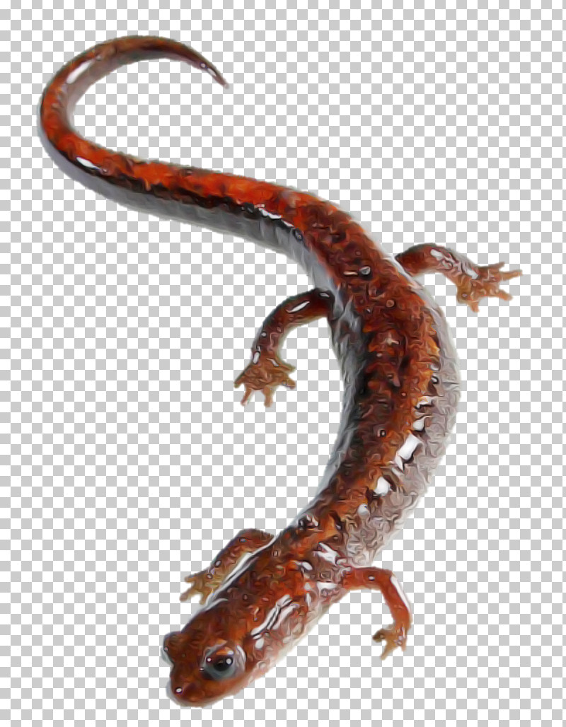 Lungless Salamander Woodland Salamander Climbing Salamander Reptile Smooth Newt PNG, Clipart, Climbing Salamander, Lizard, Lungless Salamander, Reptile, Salamander Free PNG Download