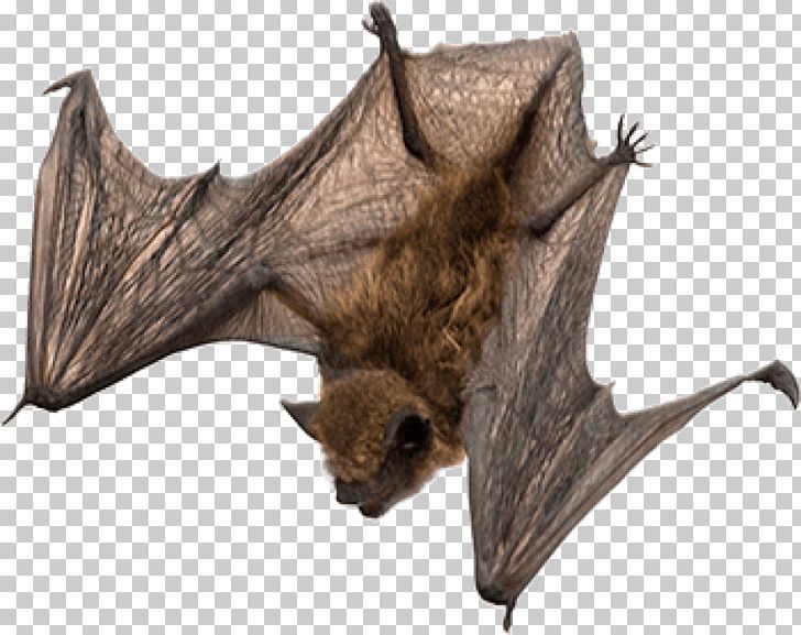 Bat PNG, Clipart, Animals, Bat, Computer Icons, Desktop Wallpaper, Down Free PNG Download