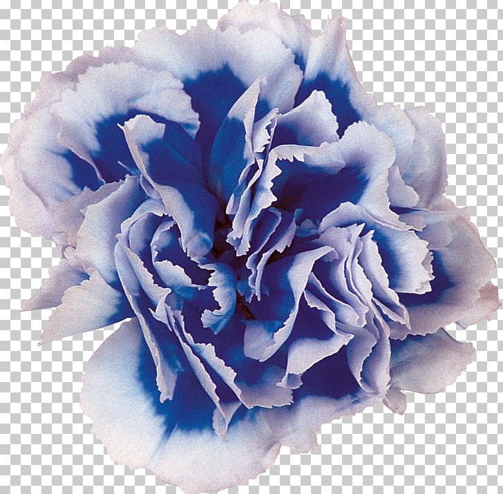 Blue Cut Flowers Centifolia Roses Carnation PNG, Clipart, Advertising, Blue, Carnation, Centifolia Roses, Cobalt Blue Free PNG Download