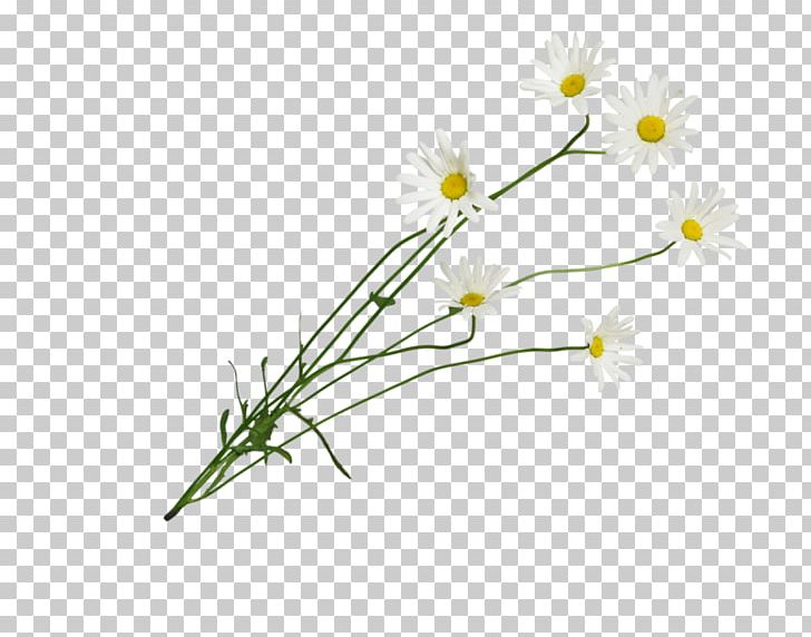 Common Daisy Cut Flowers Roman Chamomile Floral Design Oxeye Daisy PNG, Clipart, Branch, Chamaemelum Nobile, Common Daisy, Cut Flowers, Daisy Free PNG Download
