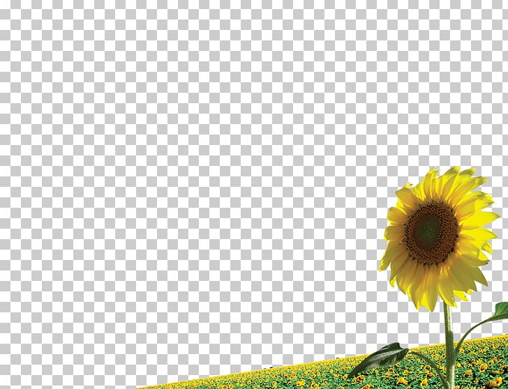 Common Sunflower Illustration PNG, Clipart, Cdr, Common Sunflower, Daisy Family, Flo, Flower Free PNG Download
