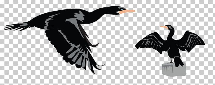 Duck Bird Goose PNG, Clipart, Animal, Animals, Beak, Bird, Bird Of Prey Free PNG Download