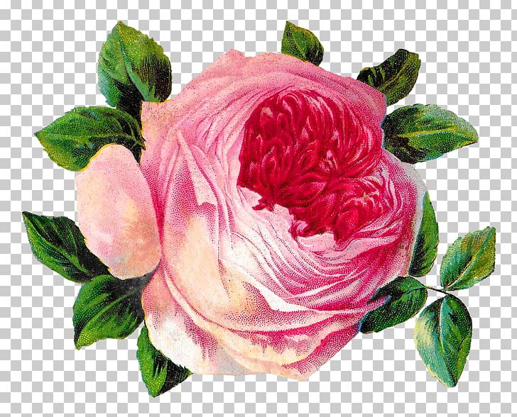 Garden Roses Cabbage Rose Floribunda Pink PNG, Clipart, Antique, Art, Camellia, China Rose, Cut Flowers Free PNG Download
