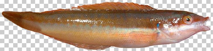 Northern Red Snapper Girelle Fish Mediterranean Rainbow Wrasse Mediterranean Sea PNG, Clipart, Animal Figure, Animals, Bony Fish, Bream, Fish Free PNG Download