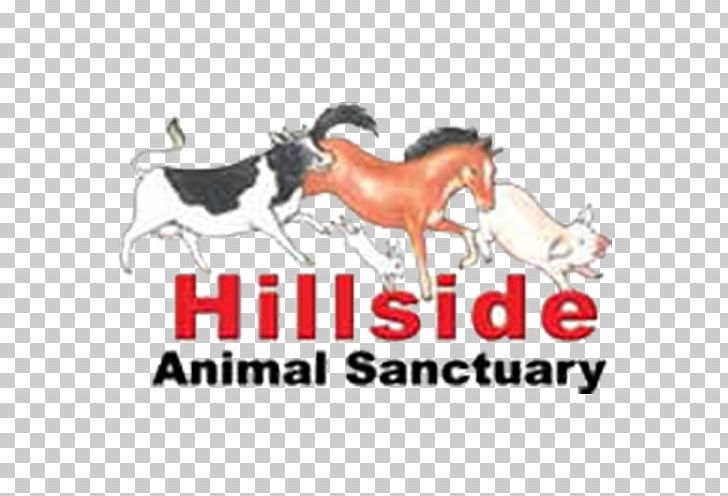 Norwich West Runton Frettenham Hillside Animal Sanctuary Horse PNG, Clipart, Animal, Animal Aid, Animals, Animal Sanctuary, Animals Asia Foundation Free PNG Download
