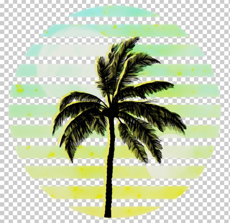 Coconut PNG, Clipart, Asian Palmyra Palm, Biology, Borassus, Coconut, Date Palm Free PNG Download