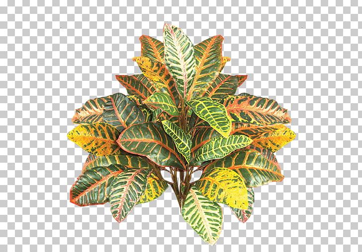 Garden Croton Green Yellow PNG, Clipart, Color, Creative Commons, Croton, Flowerpot, Garden Free PNG Download