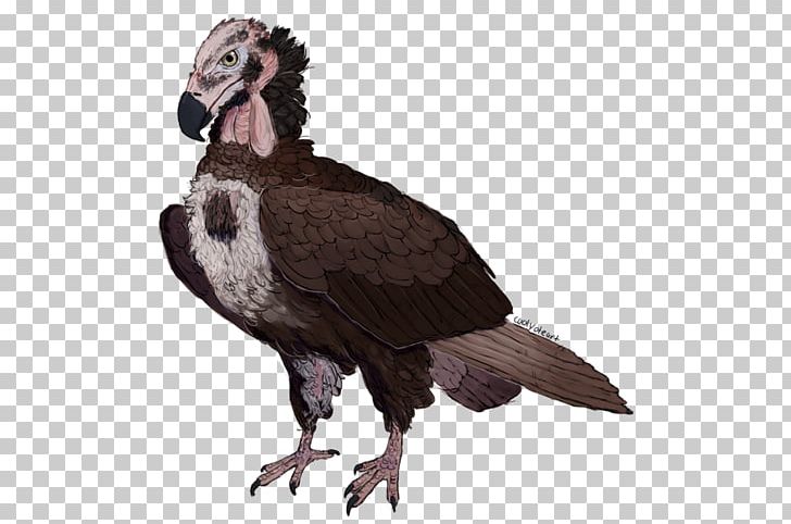 Red-headed Vulture Bird Beak Art PNG, Clipart, Animals, Art, Beak, Bird, Bird Of Prey Free PNG Download
